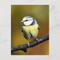 Blauwe stip die op een tak zit