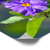 Blauwe Struik Poster (Hoek)