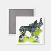 Blauwe Sumatra Familie Magneet (Voorkant / Achterkant)