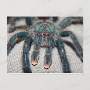 blauwe tarantula briefkaart