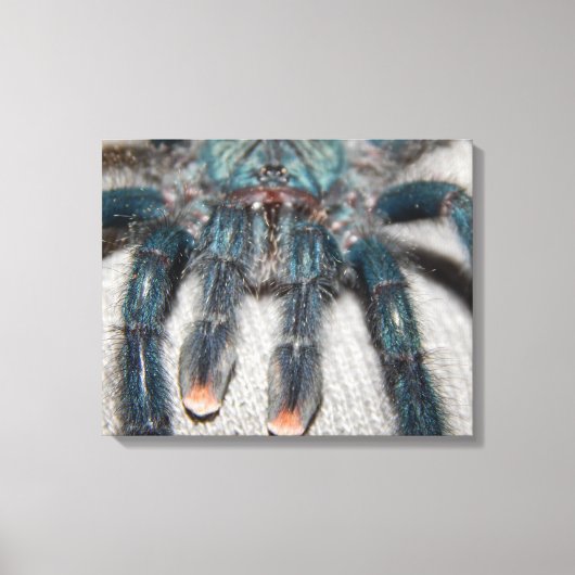 blauwe tarantula canvas afdruk (Voorkant)