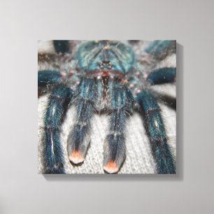 blauwe tarantula canvas afdruk