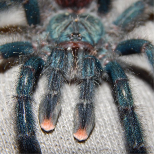 blauwe tarantula fotobeeldje sleutelhanger (Voorkant)