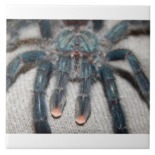 blauwe tarantula tegeltje (Voorkant)