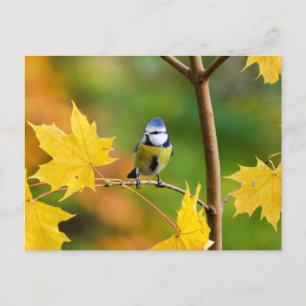Blauwe tit in Noorse ahoreboom Briefkaart