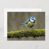 Blauwe Titbird Briefkaart (Voorkant / Achterkant)