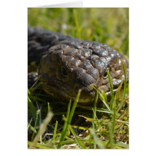 Blauwe tonghagedis dicht bij elkaar,