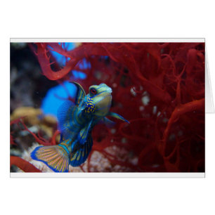Blauwe tropische vis