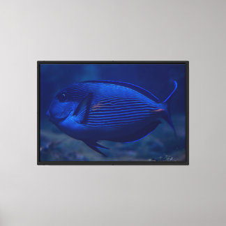 Blauwe Tropische Vissen Canvasprint met Spanraam Canvas Afdruk
