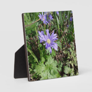 Blauwe tuinbloem fotoplaat
