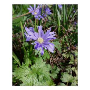 Blauwe tuinbloem perfect poster