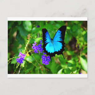 BLAUWE ULYSSEN BUTTERFLY QUEENSLAND AUSTRALIË BRIEFKAART