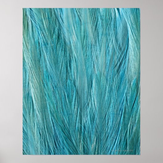 Blauwe veren poster (Voorkant)