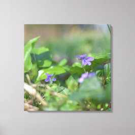 Blauwe Viooltjes Bloem Bloemisterij Botanische Fot Canvas Afdruk