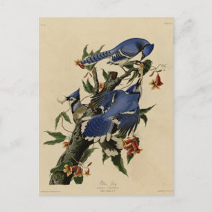 Blauwe Vlaamse gaai Briefkaart