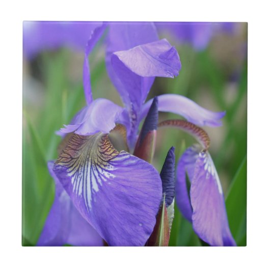 Blauwe vlag Iris bloem Natuur Tegeltje (Voorkant)
