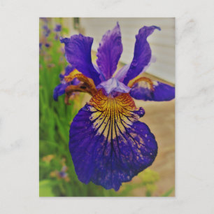 Blauwe Vlag Iris Fleur de Lys Frans Canada Quebec Briefkaart