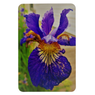 Blauwe Vlag Iris Fleur de Lys Frans Canada Quebec Magneet