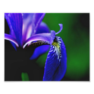 Blauwe vlag Iris Petal 10x8 ventilator Sluiten Foto Afdruk