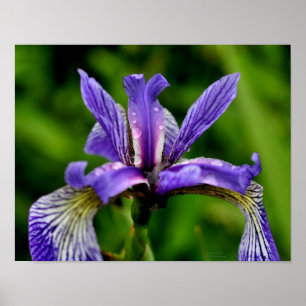 Blauwe vlag Iris Raindrops Floral Poster