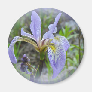 Blauwe vlag - Wilde Iris Magneet