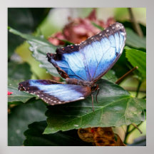 Blauwe Vleugels