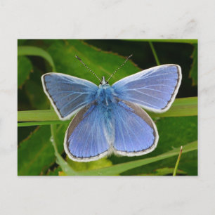 Blauwe Vlinder Ansichtkaart Feestdagenkaart