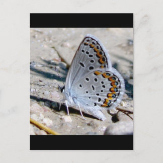 Blauwe vlinder briefkaart