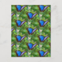 Blauwe vlinder