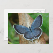Blauwe vlinder briefkaart (Voorkant / Achterkant)