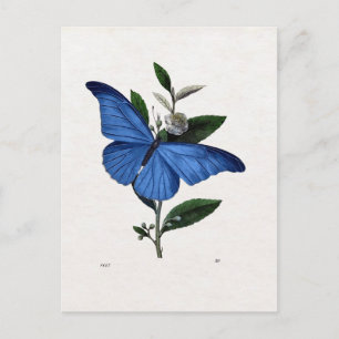 Blauwe vlinder briefkaart