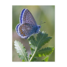 blauwe vlinder