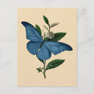blauwe vlinder briefkaart
