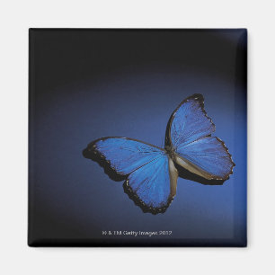 Blauwe vlinder magneet