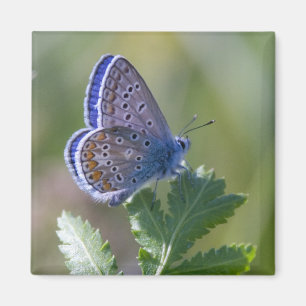 blauwe vlinder magneet