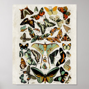 blauwe vlinder Wall Art Poster