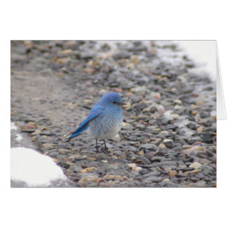 Blauwe vogel