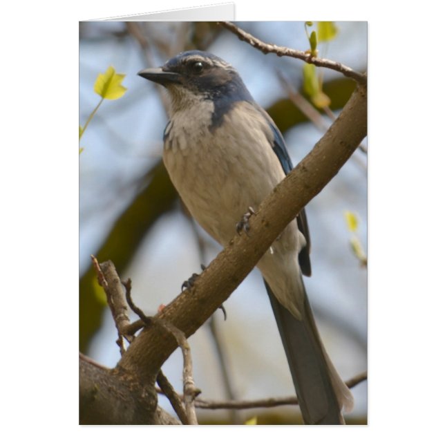  blauwe vogel (Voorkant)