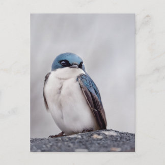 Blauwe Vogel Briefkaart