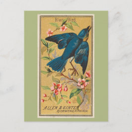 Blauwe vogel briefkaart