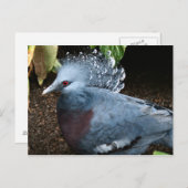 Blauwe vogel briefkaart (Voorkant / Achterkant)