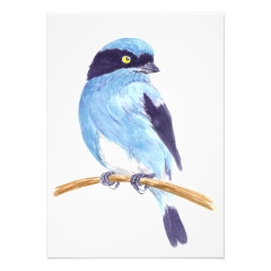 Blauwe vogel foto afdruk