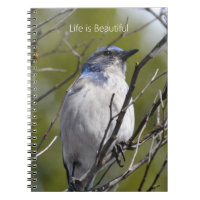 Blauwe Vogel in Boom (mijn fotografie)