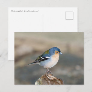 Blauwe vogel Madeira Fringilla (Fringilla maderens Briefkaart