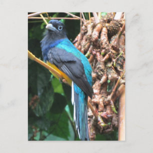 Blauwe vogel met lange kop briefkaart