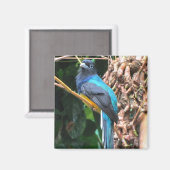 Blauwe vogel met lange kop magneet (Voorkant / Achterkant)