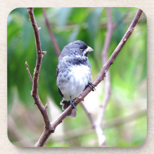 Blauwe vogel onderzetter