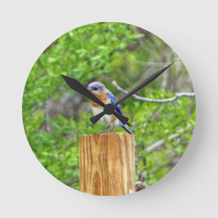 Blauwe vogel op een omheiningspaal ronde klok