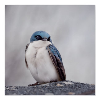 Blauwe Vogel Perfect Poster