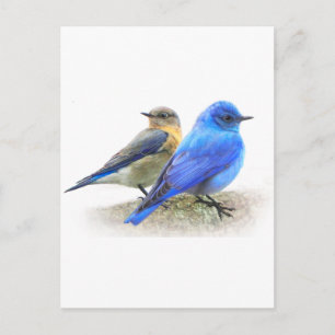 blauwe vogelpest, mannelijke en vrouw-gebergte briefkaart
